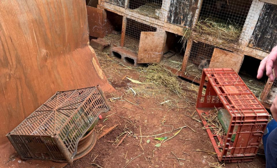 PCPR resgata ao menos 5 mil aves e prende homens por maus tratos aos animais em Arapongas