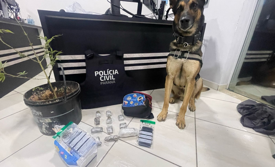 PCPR prende 12 pessoas durante operação em combate ao tráfico de drogas em Guarapuava