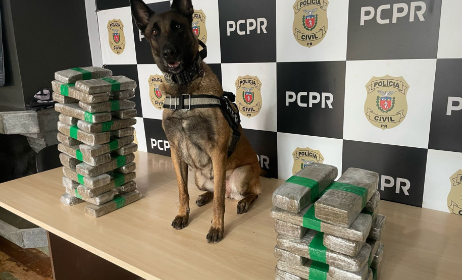 PCPR prende casal em flagrante e apreende 23 quilos de maconha em Céu Azul