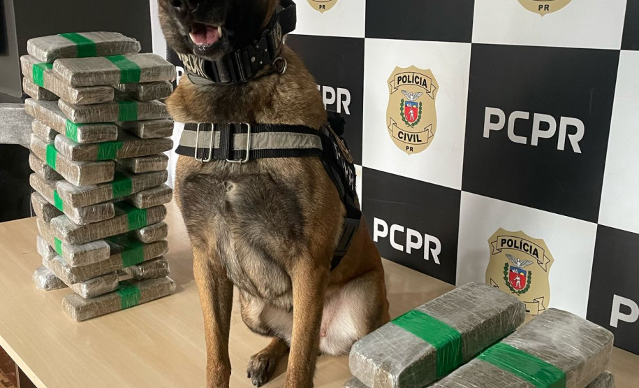 PCPR prende casal em flagrante e apreende 23 quilos de maconha em Céu Azul