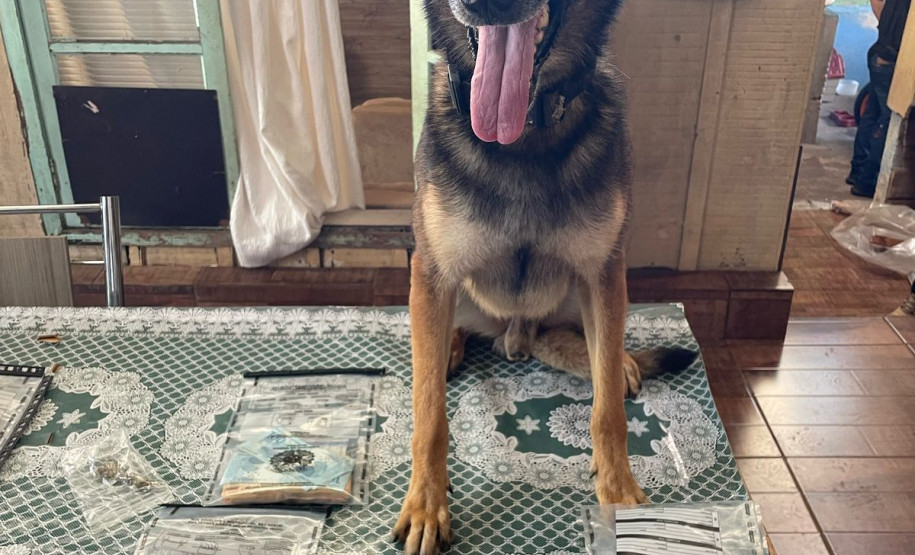 PCPR prende casal em flagrante por tráfico de drogas e receptação em Francisco Beltrão