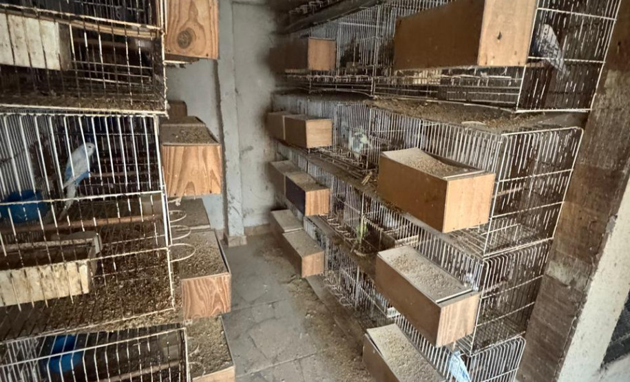 PCPR resgata ao menos 5 mil aves e prende homens por maus tratos aos animais em Arapongas