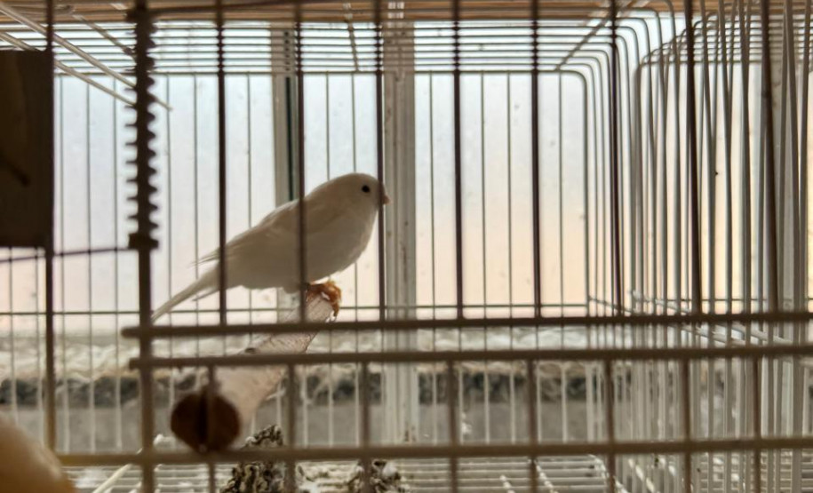 PCPR resgata ao menos 5 mil aves e prende homens por maus tratos aos animais em Arapongas