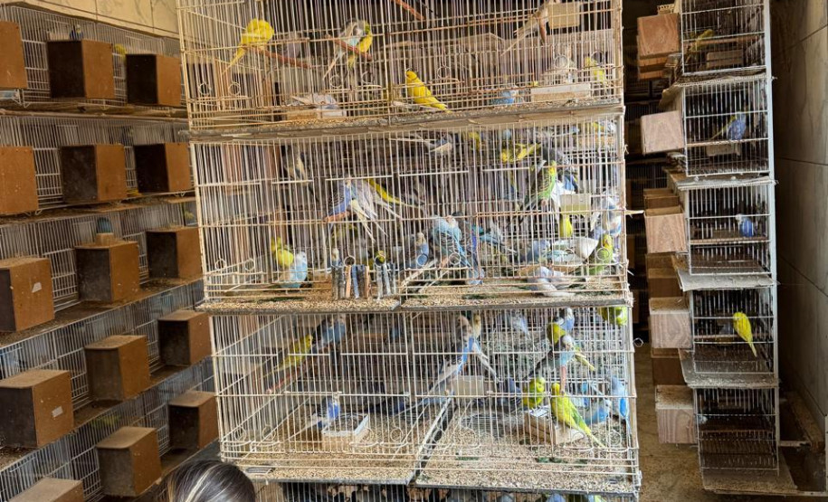 PCPR resgata ao menos 5 mil aves e prende homens por maus tratos aos animais em Arapongas
