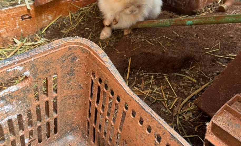 PCPR resgata ao menos 5 mil aves e prende homens por maus tratos aos animais em Arapongas
