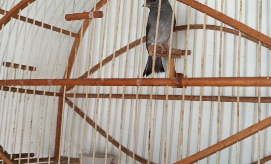 PCPR prende homem em flagrante por manter pássaros em cativeiro e outros crime em Antonina