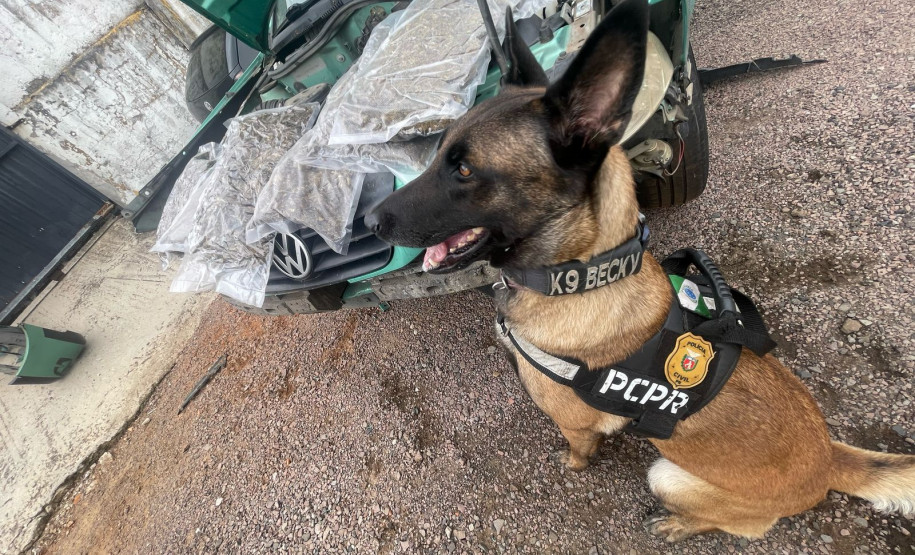 PCPR apreende 2,5 quilos de skunk em Pato Branco