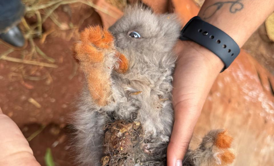 PCPR resgata ao menos 5 mil aves e prende homens por maus tratos aos animais em Arapongas