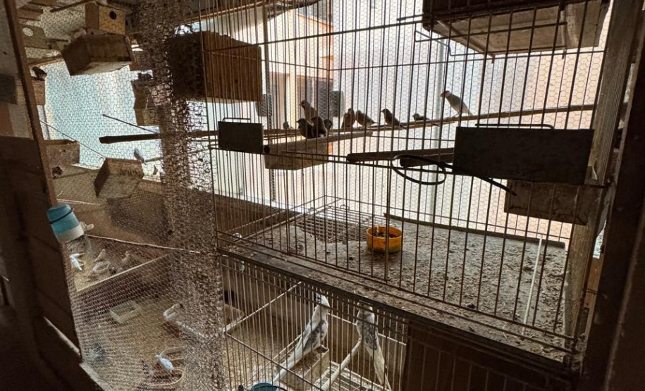 PCPR resgata ao menos 5 mil aves e prende homens por maus tratos aos animais em Arapongas