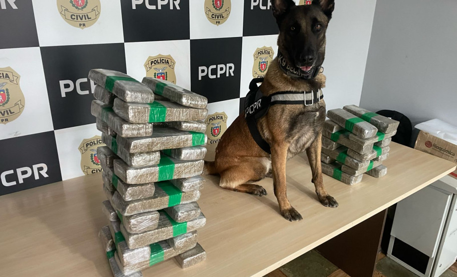 PCPR prende casal em flagrante e apreende 23 quilos de maconha em Céu Azul