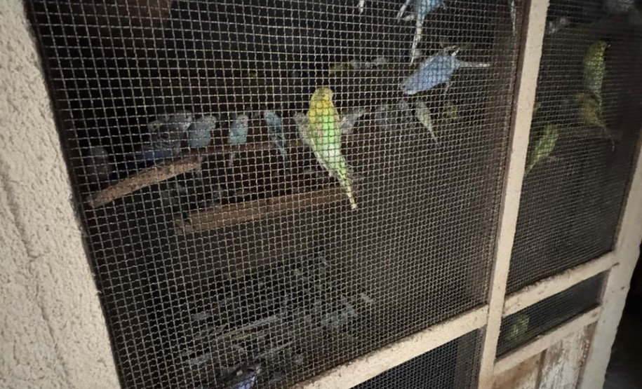 PCPR resgata ao menos 5 mil aves e prende homens por maus tratos aos animais em Arapongas