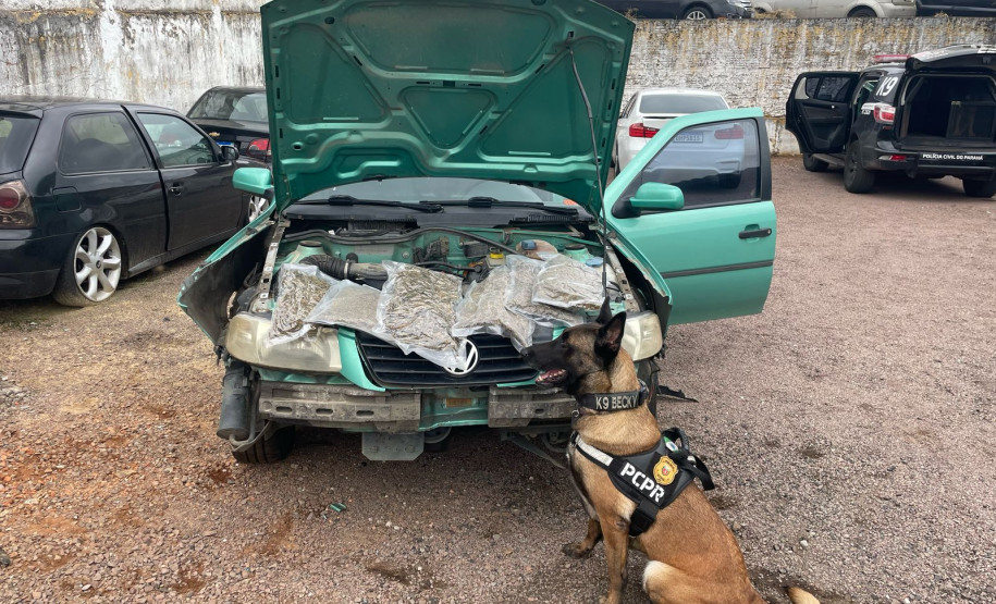 PCPR apreende 2,5 quilos de skunk em Pato Branco