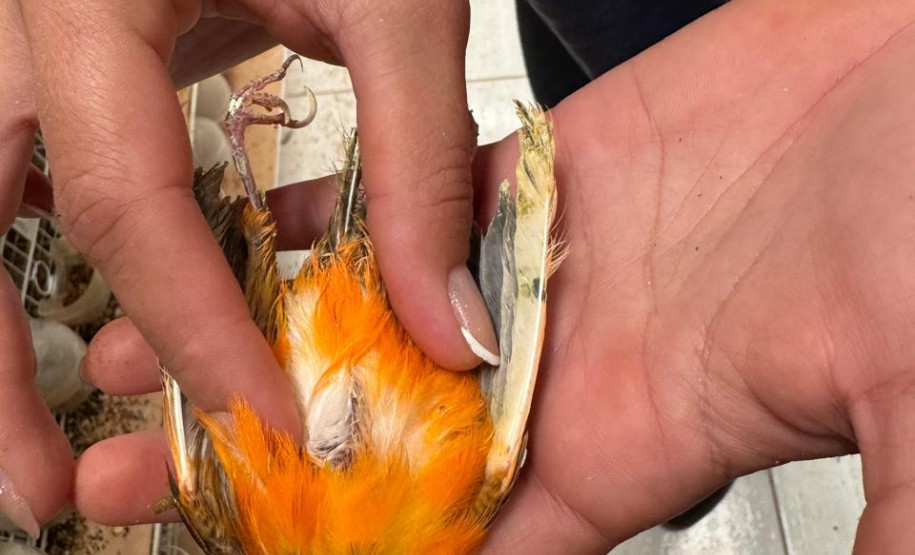PCPR resgata ao menos 5 mil aves e prende homens por maus tratos aos animais em Arapongas