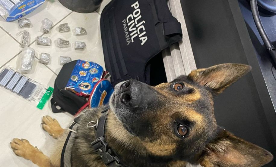 PCPR prende 12 pessoas durante operação em combate ao tráfico de drogas em Guarapuava