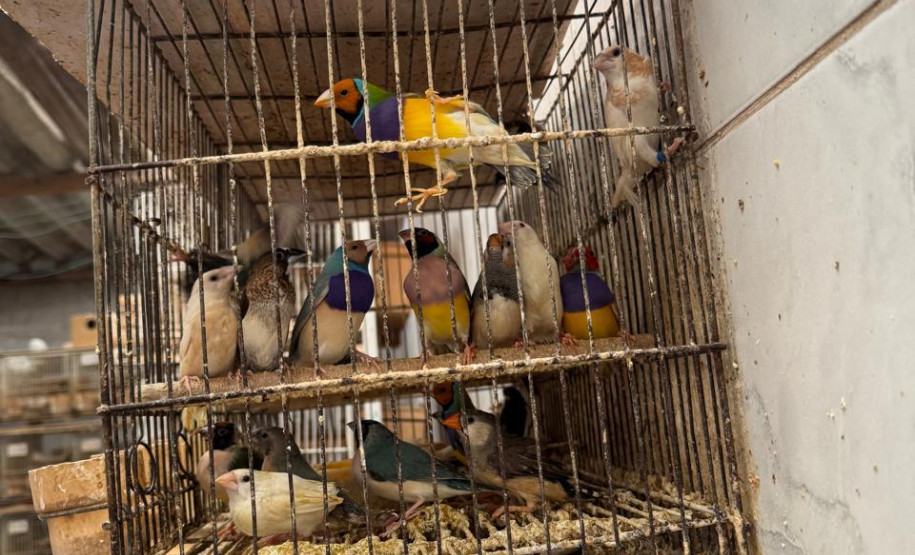 PCPR resgata ao menos 5 mil aves e prende homens por maus tratos aos animais em Arapongas
