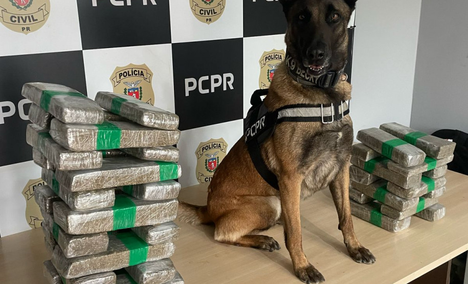 PCPR prende casal em flagrante e apreende 23 quilos de maconha em Céu Azul