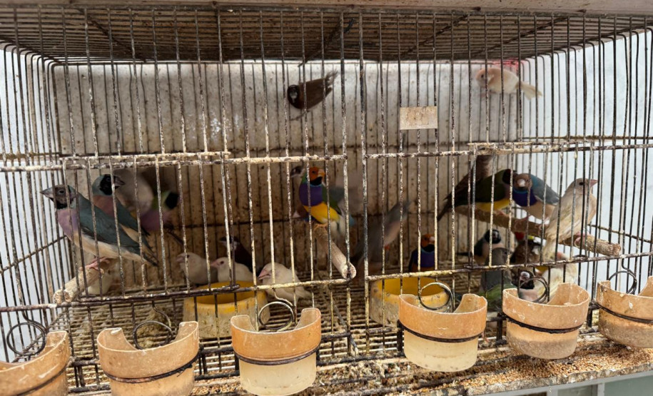 PCPR resgata ao menos 5 mil aves e prende homens por maus tratos aos animais em Arapongas