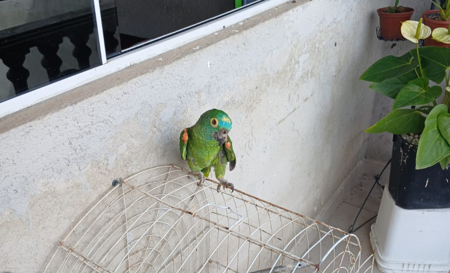 PCPR prende homem em flagrante por maus-tratos a animais na Capital