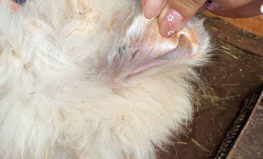 PCPR resgata ao menos 5 mil aves e prende homens por maus tratos aos animais em Arapongas