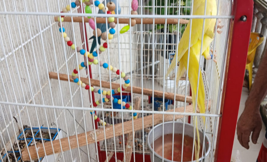 PCPR prende homem em flagrante por maus-tratos a animais na Capital