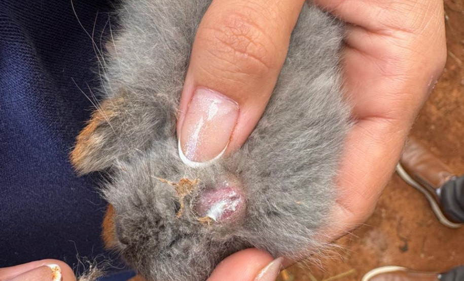 PCPR resgata ao menos 5 mil aves e prende homens por maus tratos aos animais em Arapongas