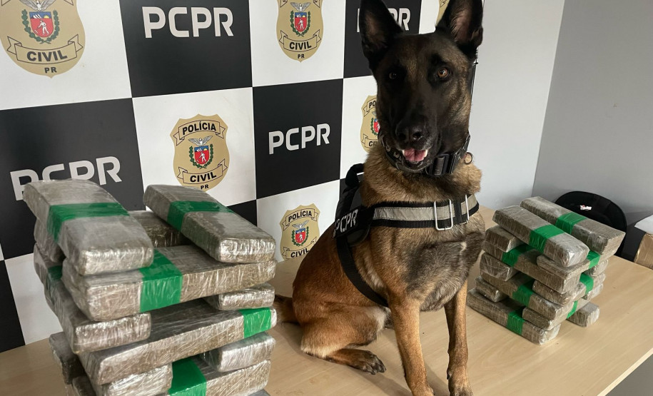 PCPR prende casal em flagrante e apreende 23 quilos de maconha em Céu Azul