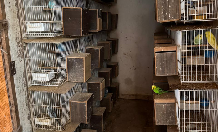 PCPR resgata ao menos 5 mil aves e prende homens por maus tratos aos animais em Arapongas