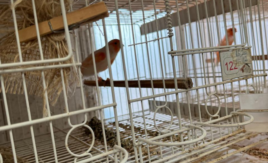 PCPR resgata ao menos 5 mil aves e prende homens por maus tratos aos animais em Arapongas