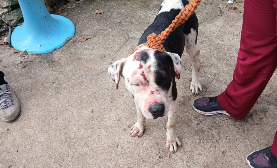 PCPR prende homem em flagrante por maus-tratos a animais na Capital