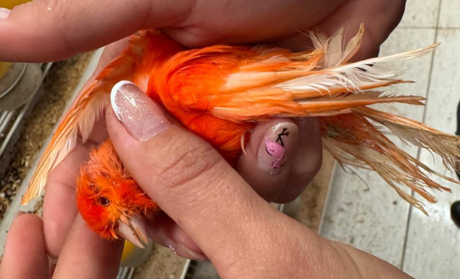 PCPR resgata ao menos 5 mil aves e prende homens por maus tratos aos animais em Arapongas