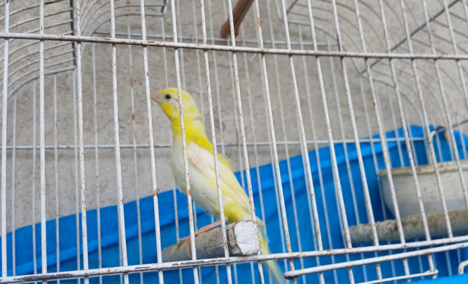 PCPR prende homem em flagrante por maus-tratos a animais na Capital