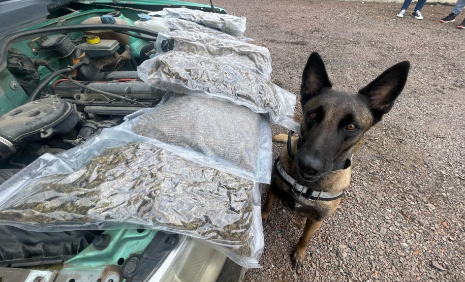 PCPR apreende 2,5 quilos de skunk em Pato Branco