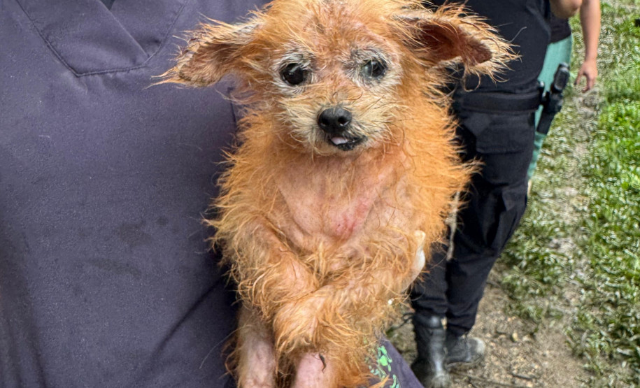 Abril Laranja: maus tratos não se limitam à agressão física, denuncie!