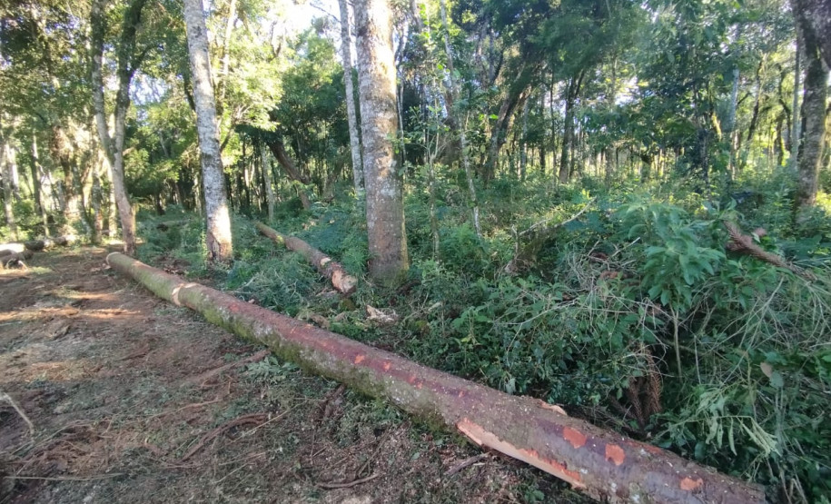 PCPR conclui investigação e indicia cinco homens por furto de araucárias e destruição de vegetação nativa em Imbituva