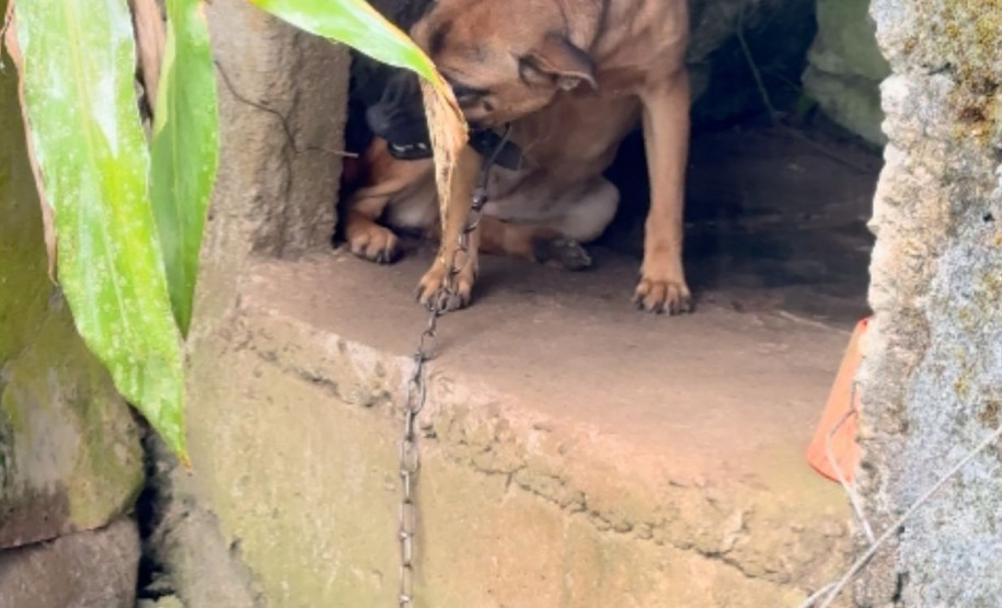 PCPR prende casal e resgata animais em situação de maus-tratos em canil clandestino em Antonina