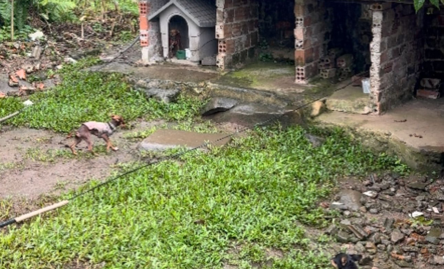 PCPR prende casal e resgata animais em situação de maus-tratos em canil clandestino em Antonina