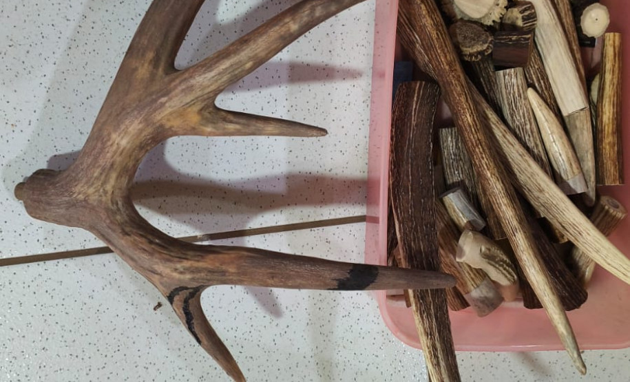 PCPR e PMPR prendem homem em flagrante pela caça de animais silvestres e porte de arma de fogo em Cianorte