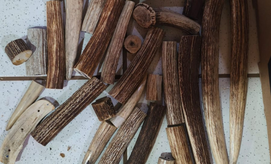 PCPR e PMPR prendem homem em flagrante pela caça de animais silvestres e porte de arma de fogo em Cianorte