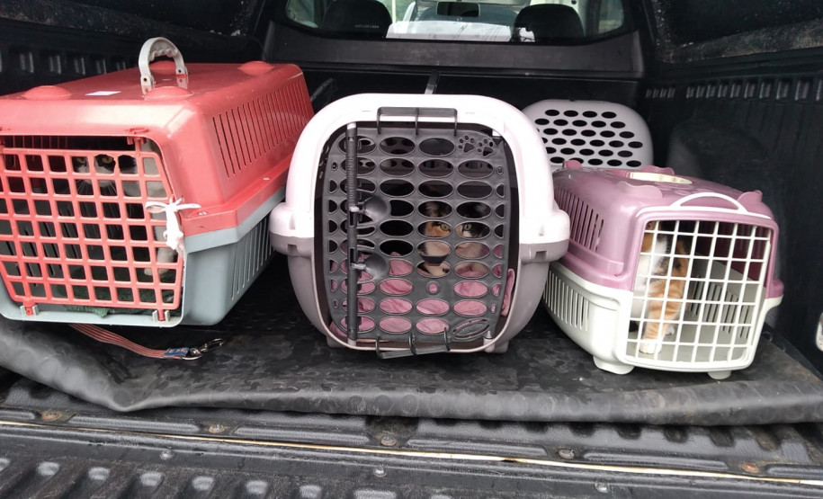 PCPR indicia dois homens pelo crime de maus tratos contra animais em Teixeira Soares