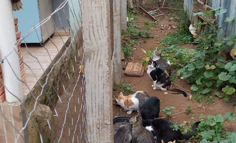 PCPR indicia dois homens pelo crime de maus tratos contra animais em Teixeira Soares