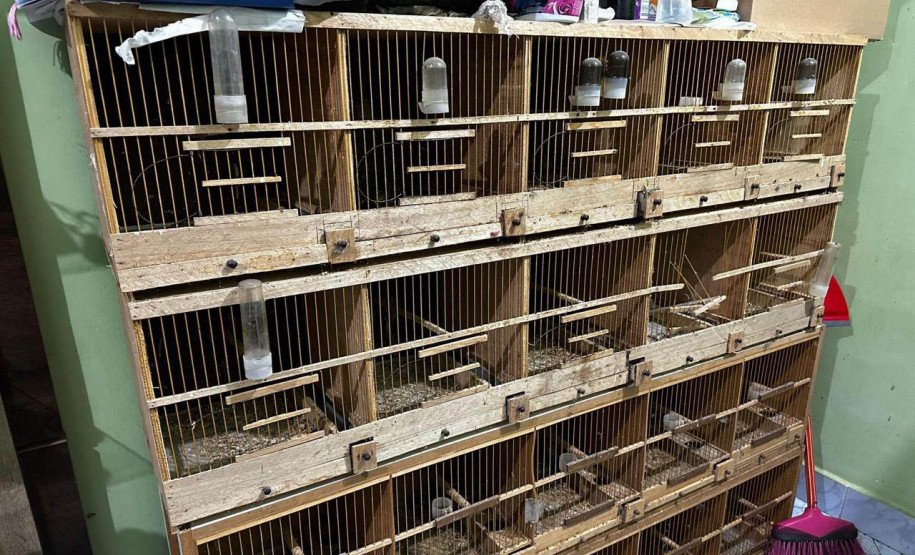 PCPR prende 16 e resgata 1 mil animais em operação contra tráfico internacional de espécies