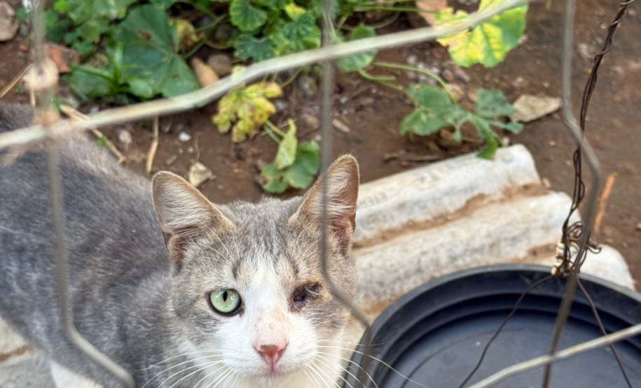 PCPR indicia dois homens pelo crime de maus tratos contra animais em Teixeira Soares
