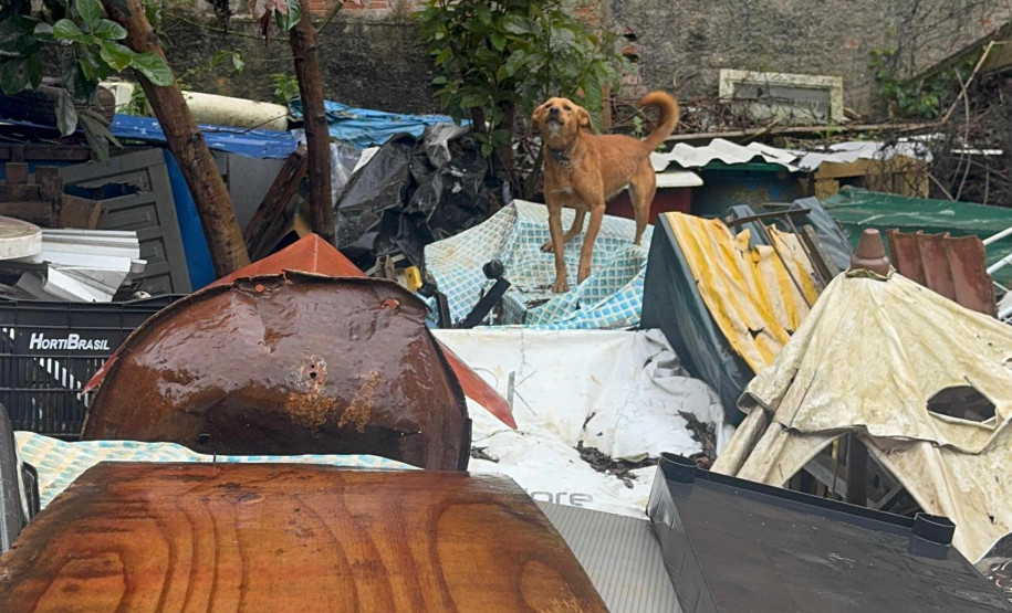 PCPR prende mulher por maus-tratos a animais contra 18 cães na Capital