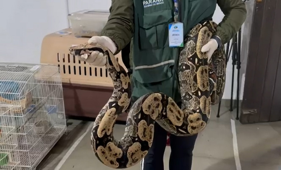 PCPR prende 16 e resgata 1 mil animais em operação contra tráfico internacional de espécies