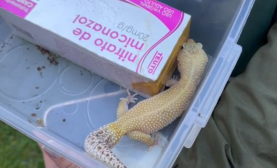 PCPR prende 16 e resgata 1 mil animais em operação contra tráfico internacional de espécies