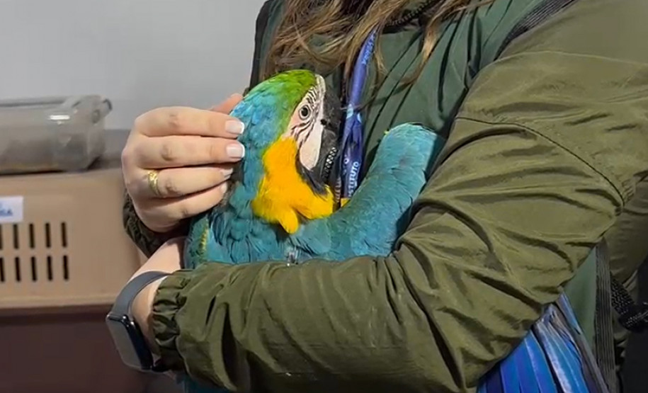 PCPR prende 16 e resgata 1 mil animais em operação contra tráfico internacional de espécies