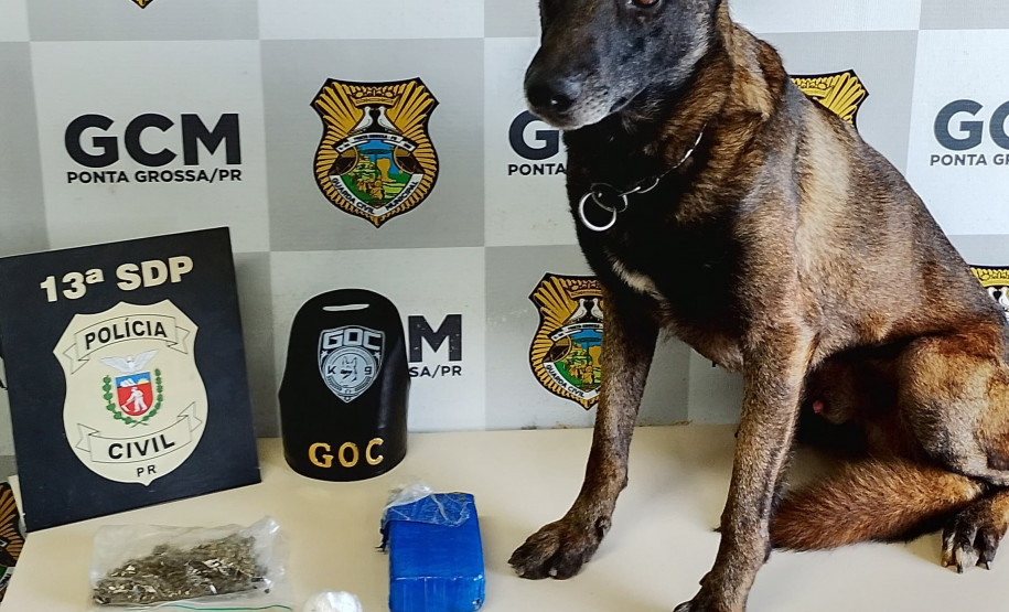 PCPR e GCM apreendem drogas durante ação em Palmeirinha