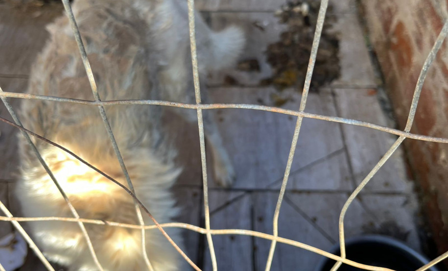 PCPR prende homem em flagrante por maus-tratos a um cão em Dois Vizinhos