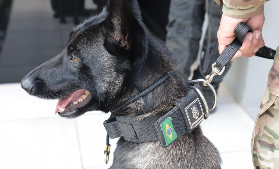 PCPR forma sete condutores em Curso de Operações Policiais com Cães
