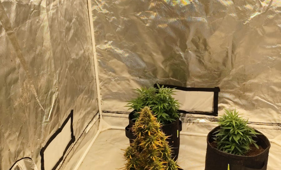 PCPR apreende três pés de maconha em residência de Rolândia